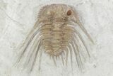Spiny Trilobite (Kettneraspis) - Black Cat Mountain, Oklahoma #357362-1